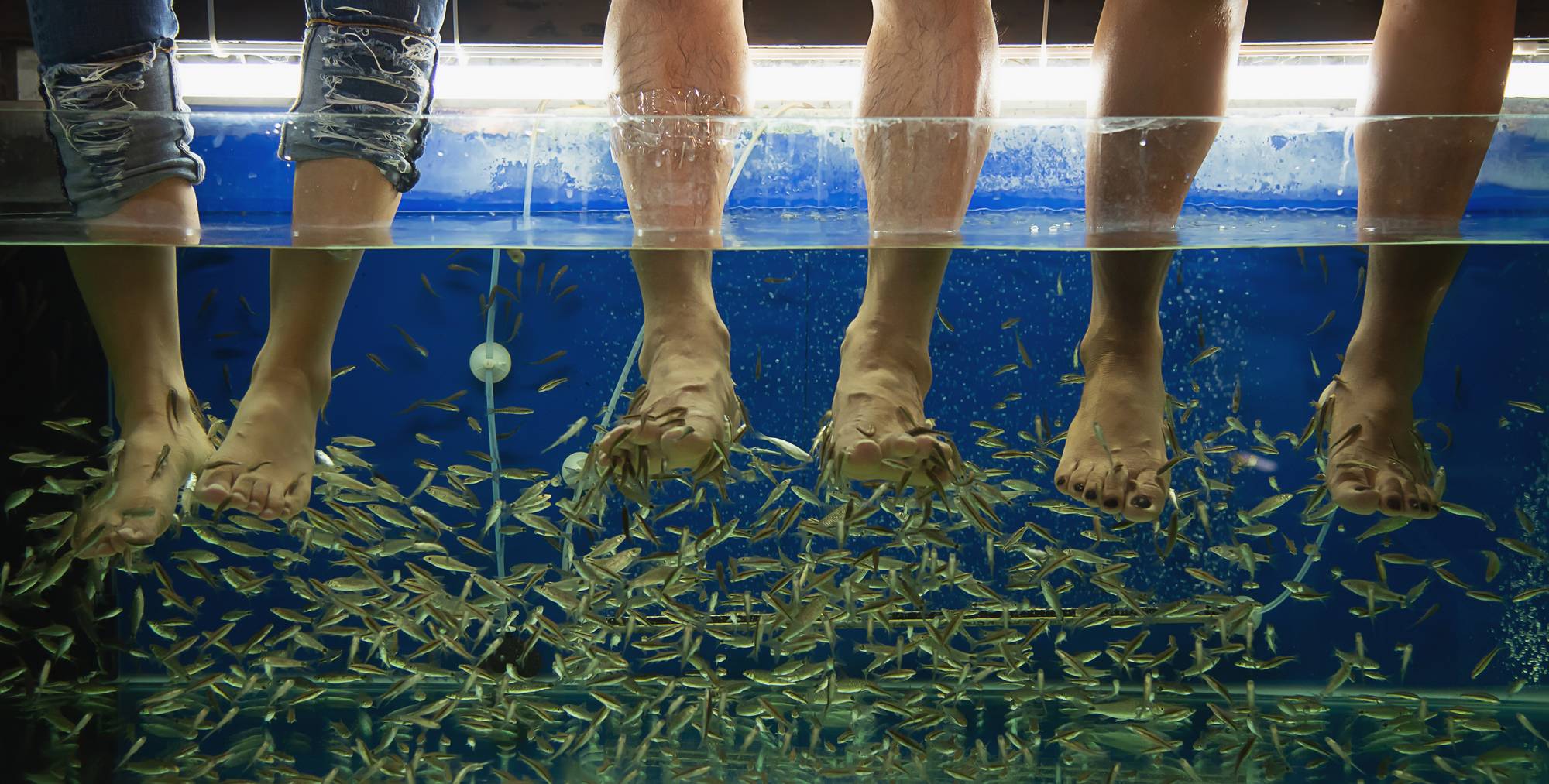 Trois paires de pieds dans un aquarium massés par des dizaines de petits poissons