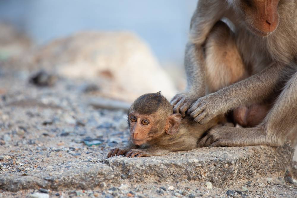 Main d'une maman singe épouillant son bébé